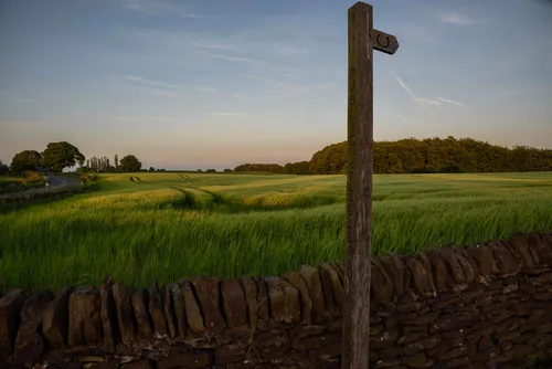 This landscape photograph, taken in the Peak District, United Kingdom, shows a rural evening scene featuring a prominent wooden country signpost in the foreground. The image captures the natural beauty of the region with wide fields of green crops, reflecting the agricultural nature of the area in the early summer season. Across the expanse of nature, clear tramlines created by farming machinery are visible, highlighting the agricultural management of the fields. The photograph also includes a traditional stone wall, with a backdrop of gently rolling fields and distant woodland under a softly lit evening sky. This rural area of the Peak District is well known for its picturesque scenery and agricultural significance.
